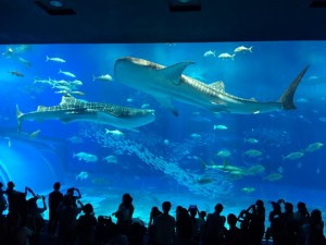 美ら海水族館