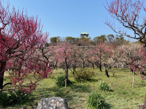 梅林と大阪城