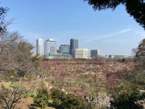 大阪城梅林遠景