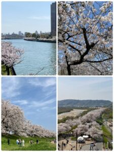 桜ノ宮・背割堤